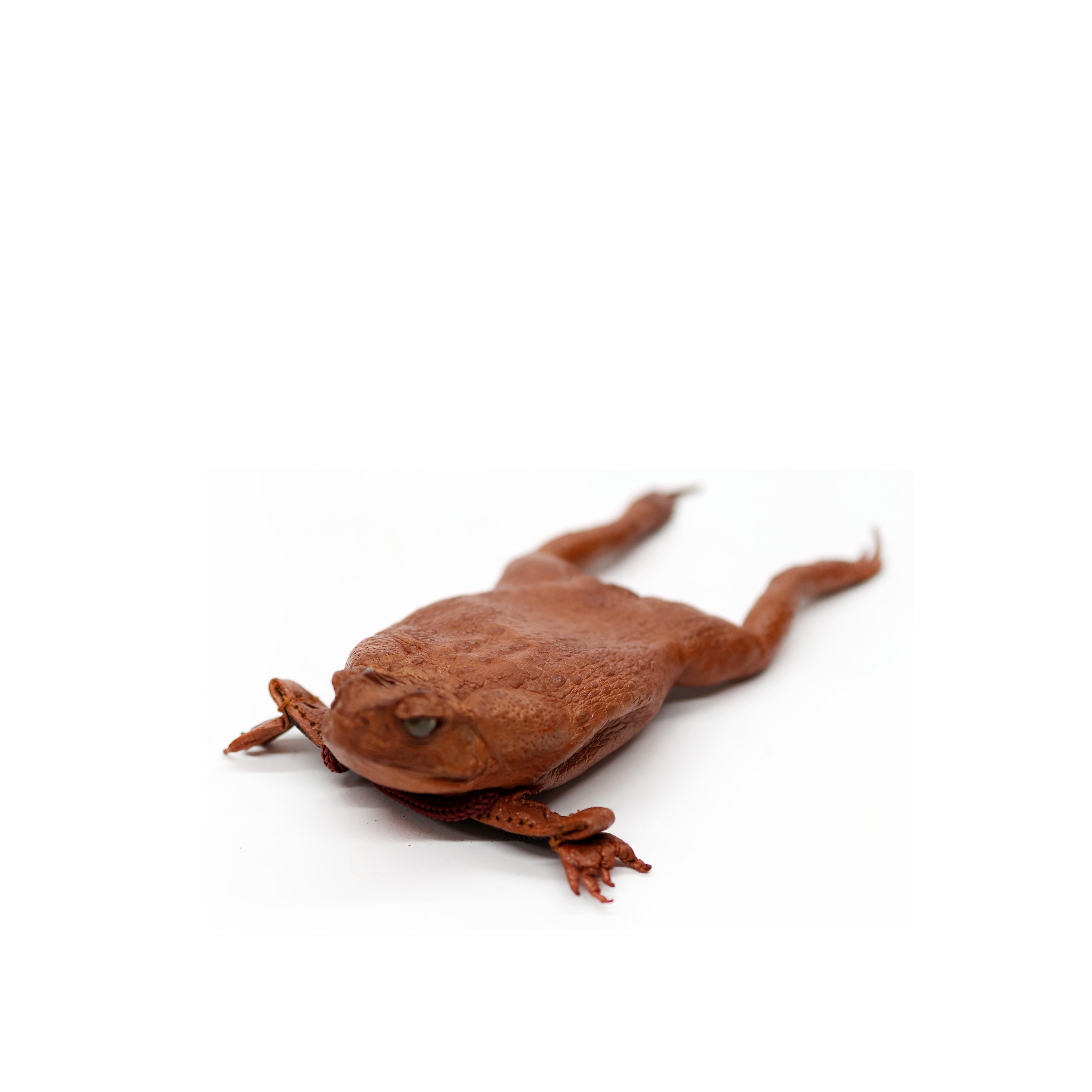 FROG POUCH